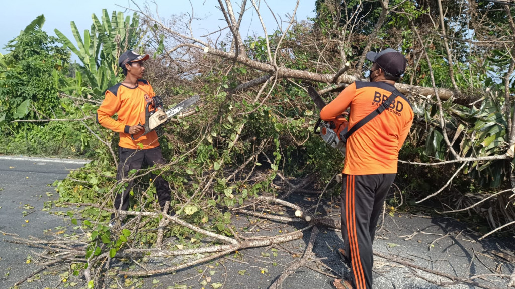 Pohon Tumbang di Banjar Mambal Baleran, Desa Mambal, Kecamatan Abiansemal Tanggal 01 November 2023